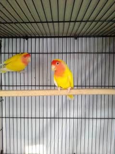 common lutino breeder pair for sale , lovebirds