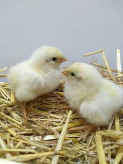 Light Sussex Chicks