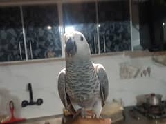 Grey Parrot Congo Size