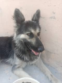 11 month long coat Silver black German Shepherd female