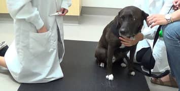 cat and dog vet services treatment