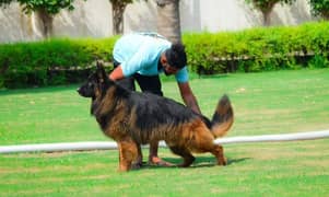 German Shepherd high quality 03453322678