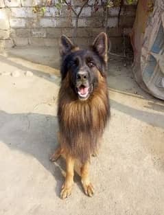 German shepherd