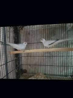 i am selling diamond dove breeding pair price is almost final