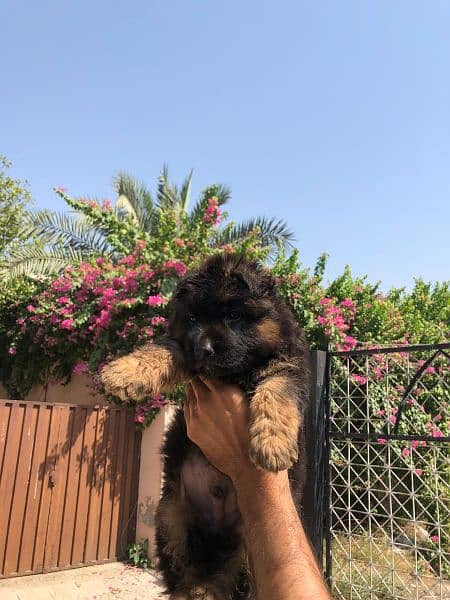 German shepherd puppies for sale 0