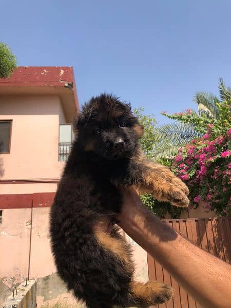 German shepherd puppies for sale 2