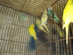 Budgies parrots and Dove