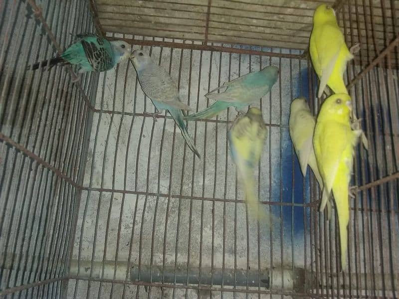 Budgies parrots and Dove 1