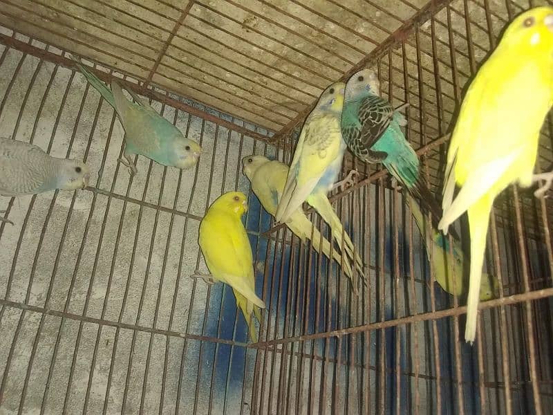 Budgies parrots and Dove 2