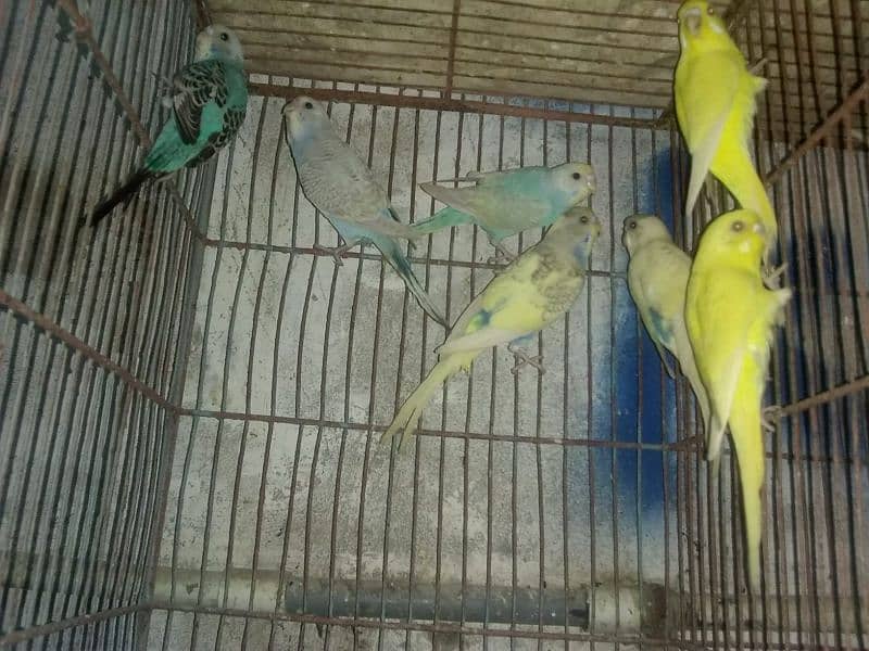 Budgies parrots and Dove 4