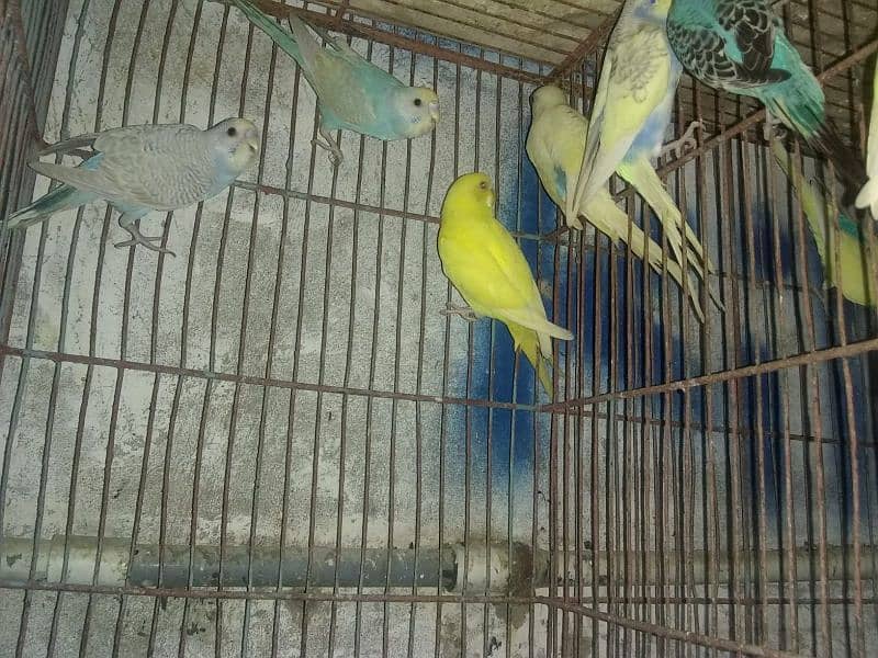 Budgies parrots and Dove 5