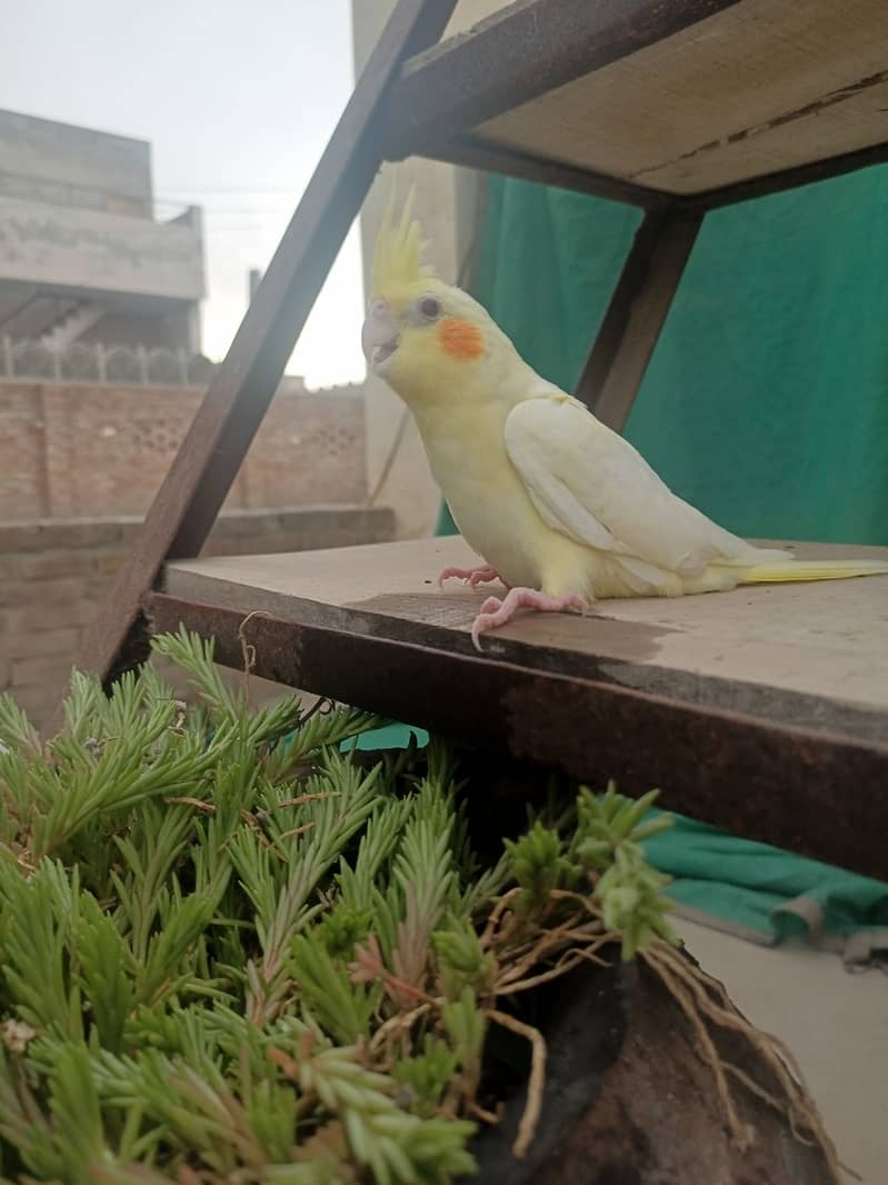 Best hand tamed cocktail parrots chicks pices pair available 1