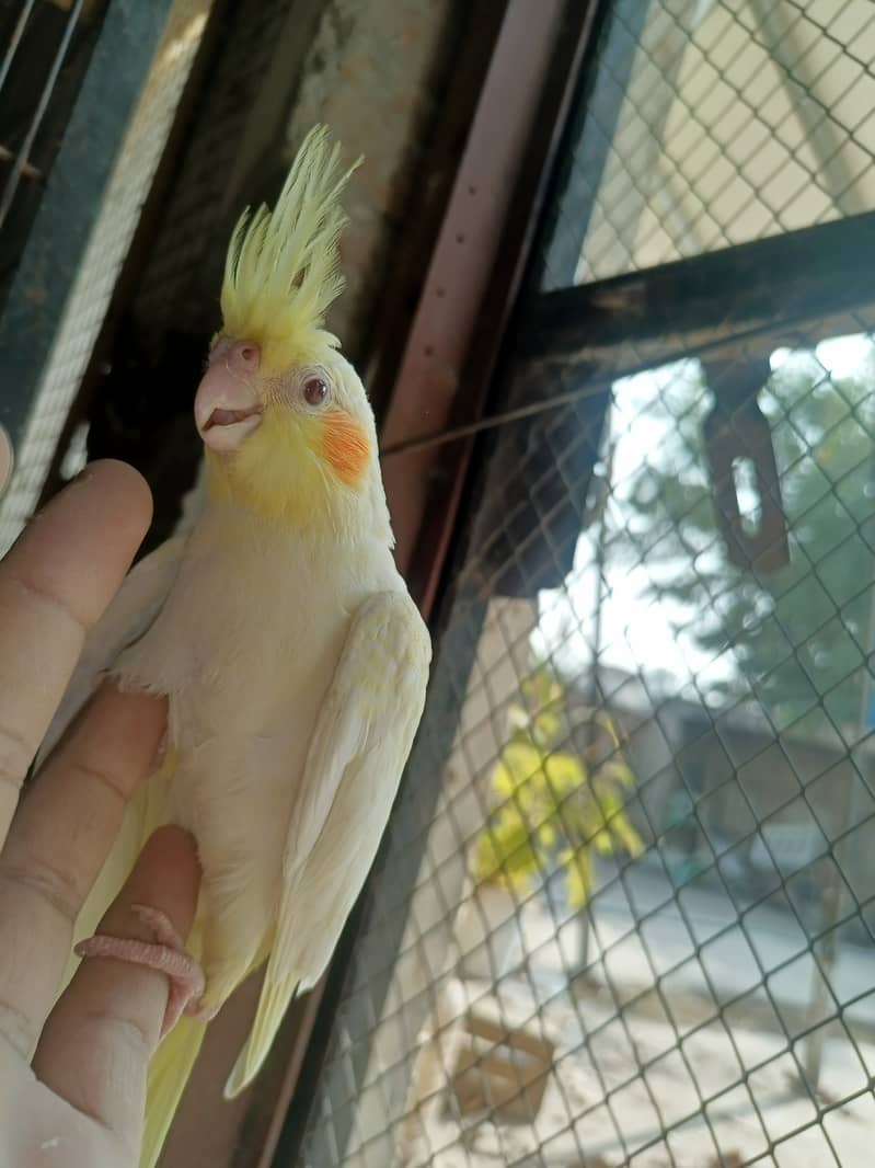 Best hand tamed cocktail parrots chicks pices pair available 4