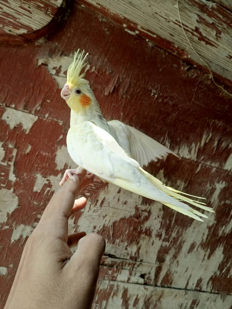 Best hand tamed cocktail parrots chicks pices pair available 5