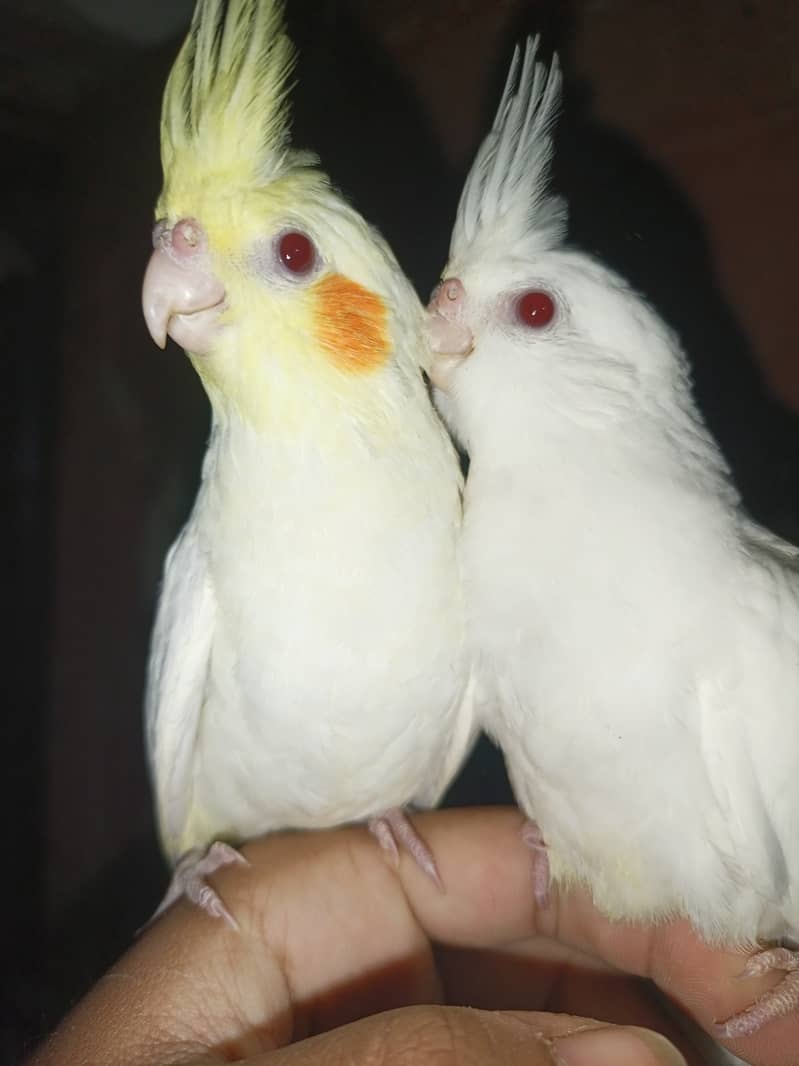 Best hand tamed cocktail parrots chicks pices pair available 9
