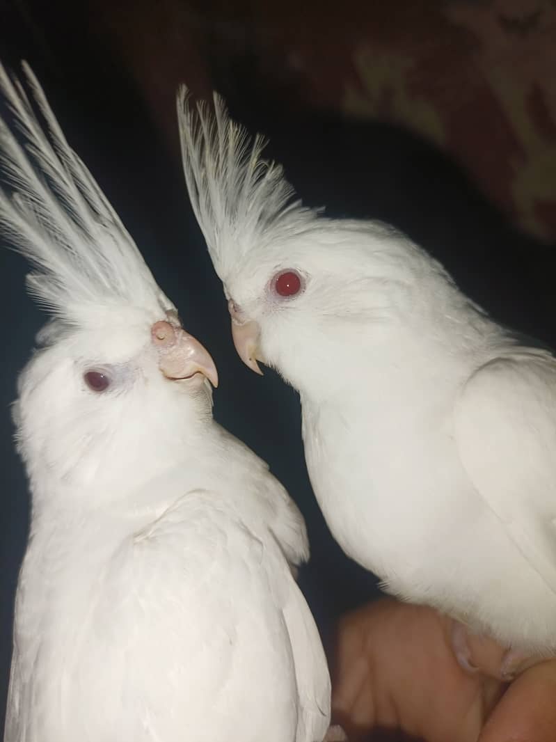 Best hand tamed cocktail parrots chicks pices pair available 11
