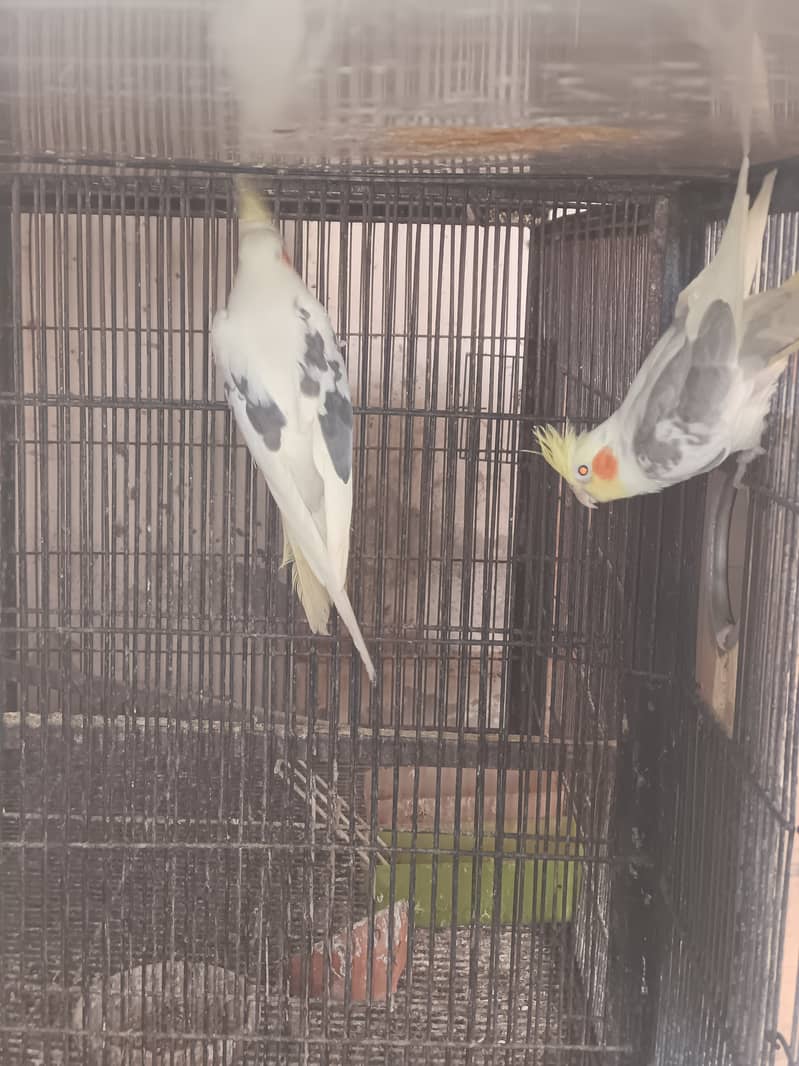Best hand tamed cocktail parrots chicks pices pair available 15