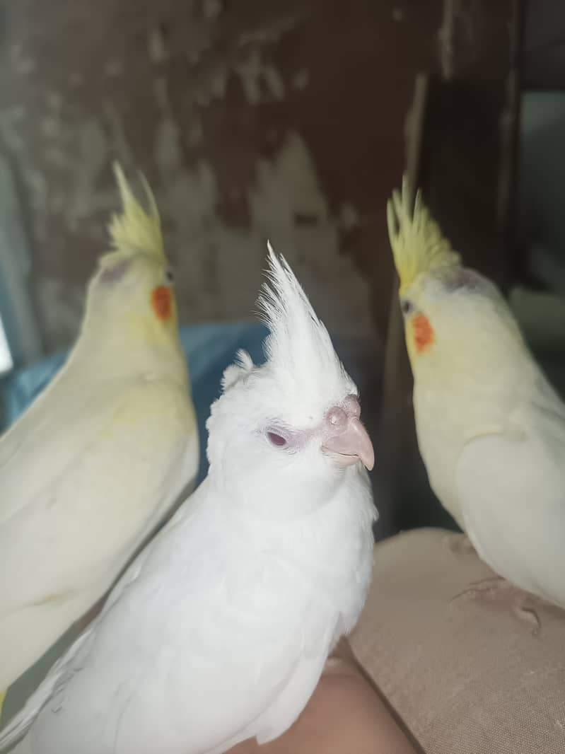 Best hand tamed cocktail parrots chicks pices pair available 16