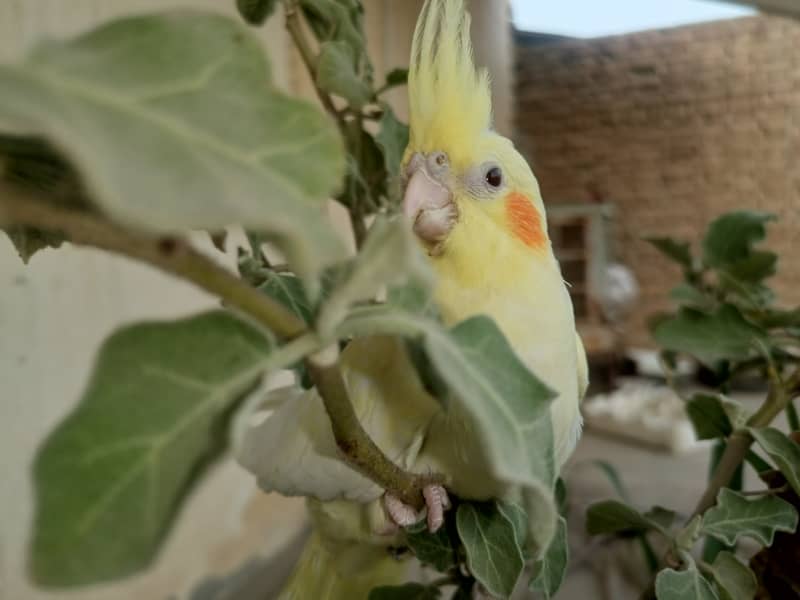 Best hand tamed cocktail parrots chicks pices pair available 17