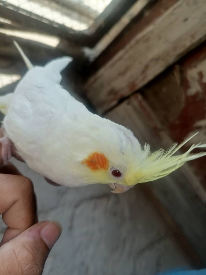 Best hand tamed cocktail parrots chicks pices pair available 19