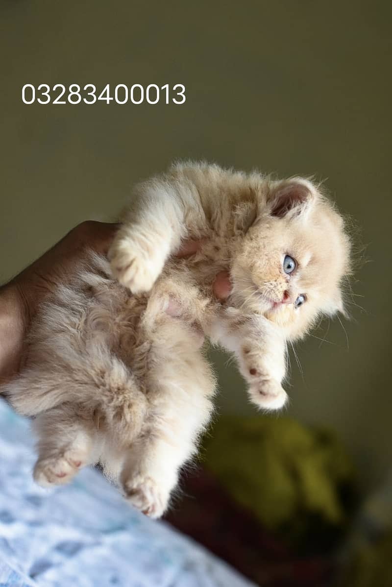 Peki bloodline Pershion punch/peki male/female  tripple coated kittens 4