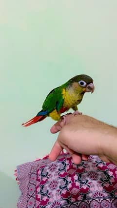 Sun Conure Very Healthy Hand Tame