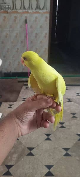 yellow parrot 0