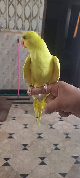 yellow parrot 1