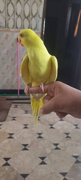 yellow parrot 2