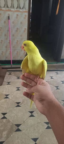 yellow parrot 3