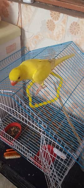 yellow parrot 4