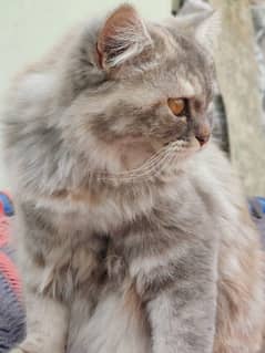 Persian Female  tripple cotted cat urgent Sale