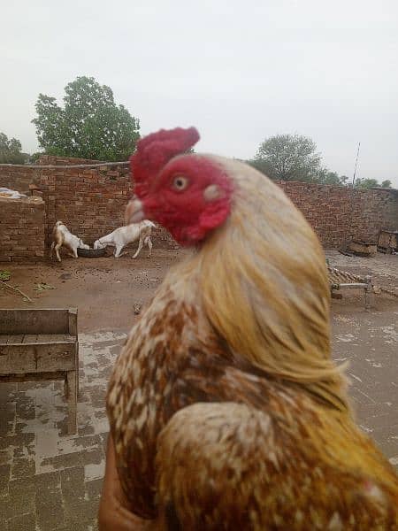 Pure aseel Sindhi murga argent for sale 6