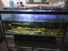 Aquarium Fish tank with iron stand
