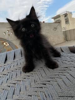 Persian kittens male and female available only WhatsApp