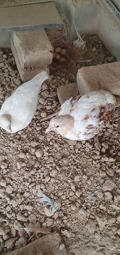 milky white teetar pair breeder pair