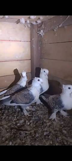 Fancy Pigeons