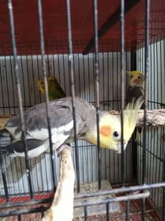 cocktail and budgies pair for sale