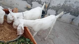 Rajanpuri Bakri/Goat For Sale /Gulabi bakri/Goats Baby For Sale