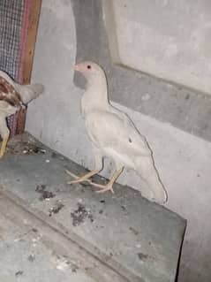 Aseel 6 month chicks available