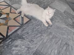 A sale My Persian cat