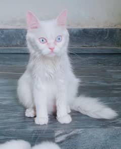 A sale My Persian Female And Oad eye kitten