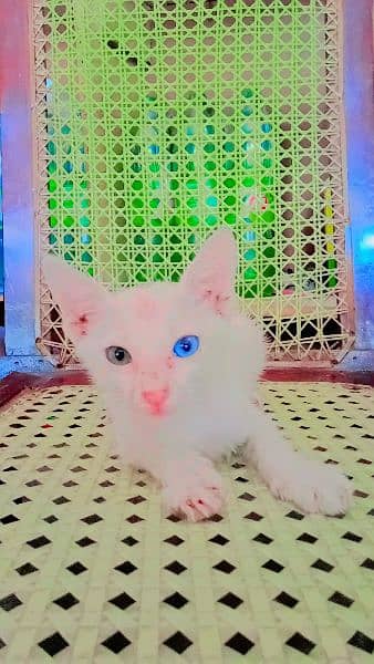 White russian cat 2