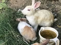 Rabbits for urgent sale