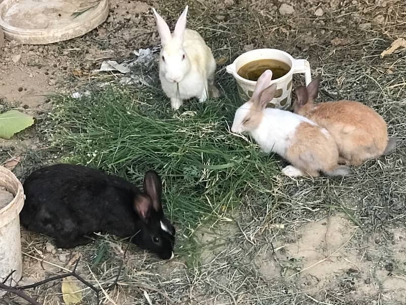 Rabbits for urgent sale 1