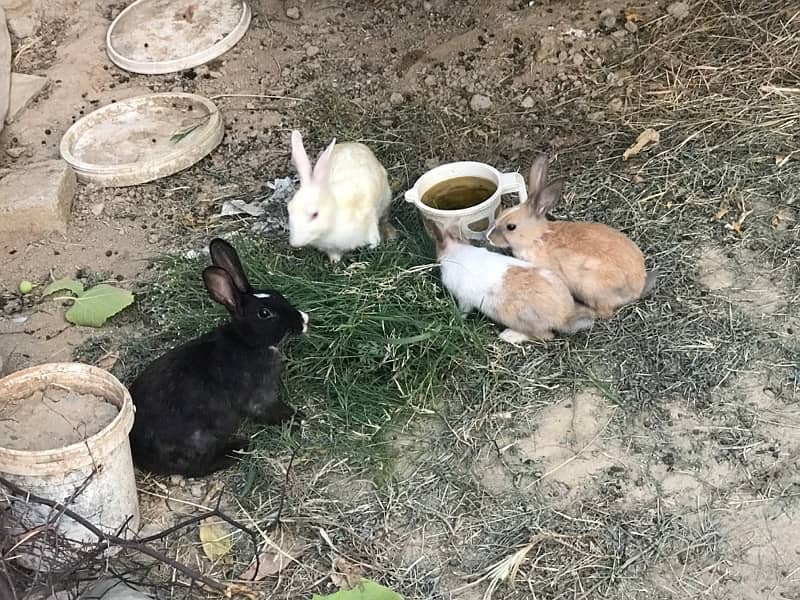 Rabbits for urgent sale 2