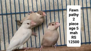 Jawa pathy+Albino breeder pairs 03217242445