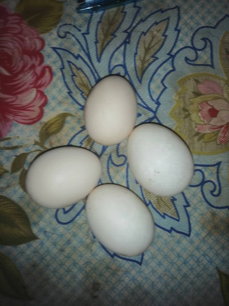 Gher ma pali hoe Desi murgian k eggs 1