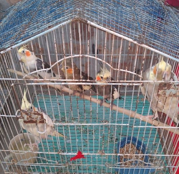 2 Pairs And One Single Cocktail Parrots Available 0