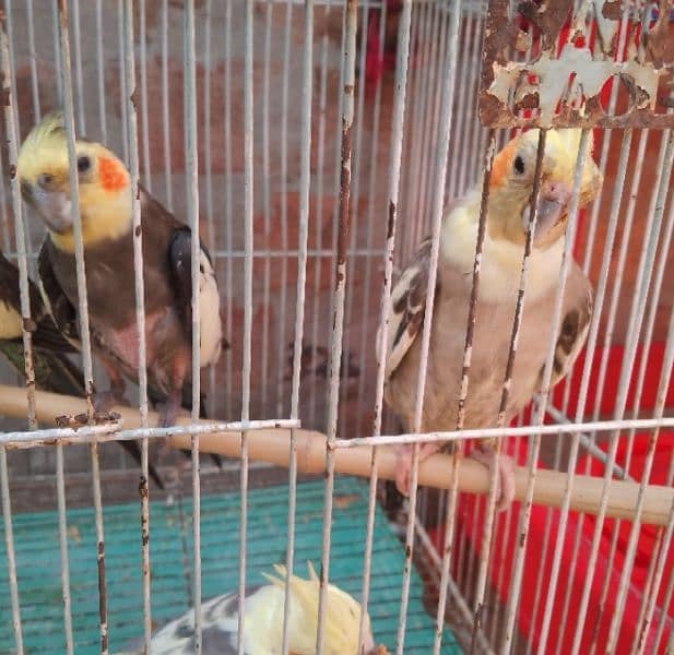 2 Pairs And One Single Cocktail Parrots Available 1